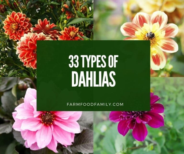 33 Types of Dahlias: The Beautiful Flowers That Will Brighten Your Day