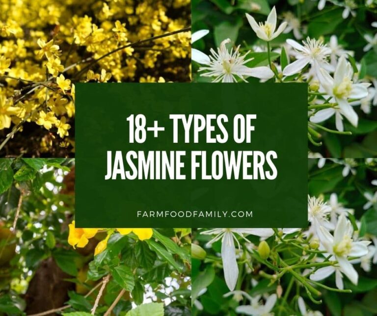18 Different Types of Jasmine Flowers: A Comprehensive Guide