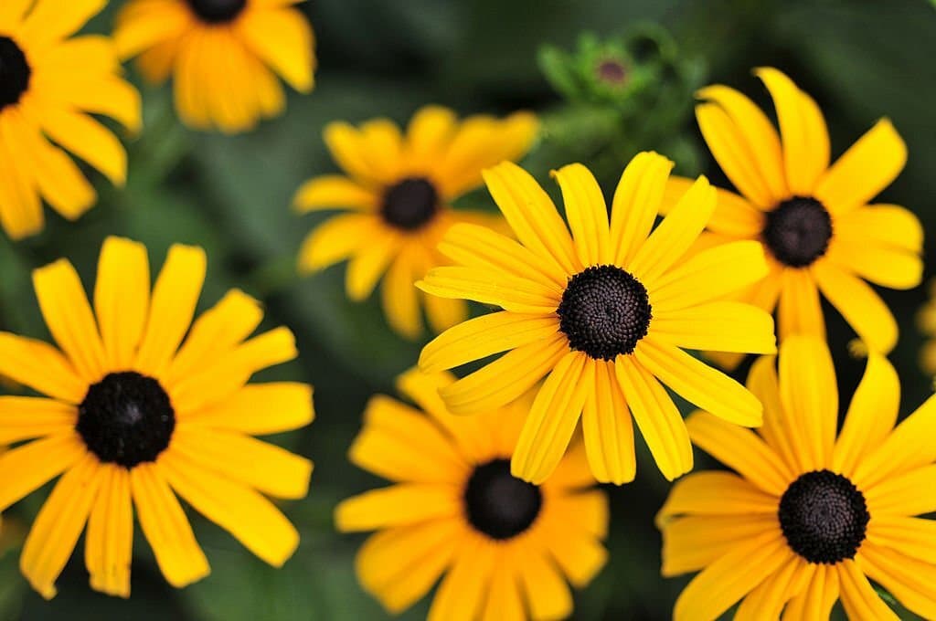 1 black eyed susan flowers look like sunflowers