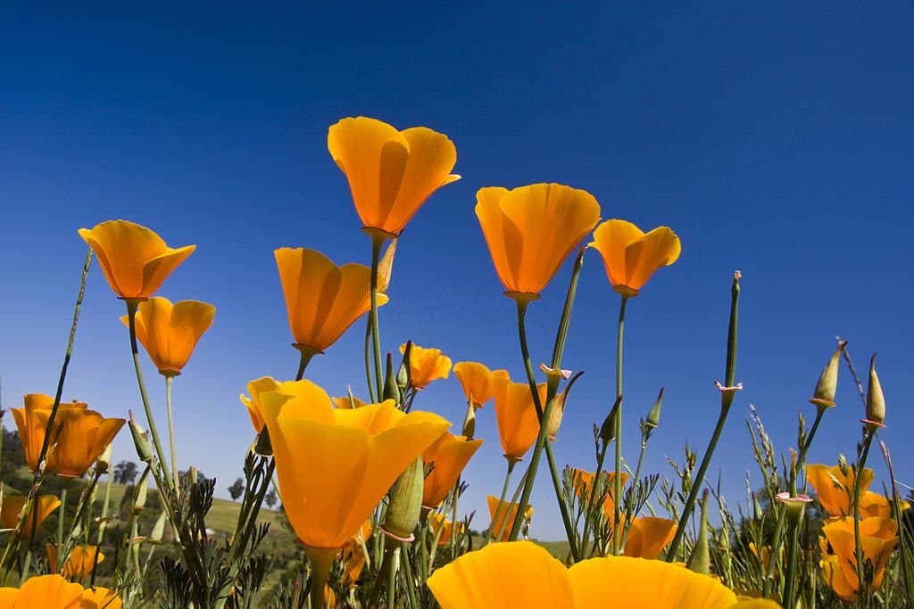 1 california poppies look like tulips