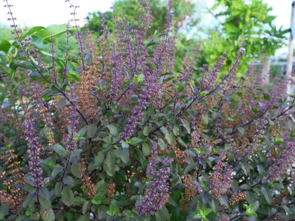 1 plants that look like lavender basil