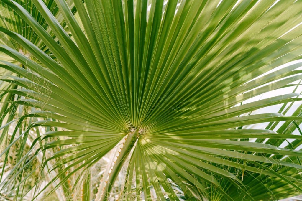 1 types of palm trees in texas sabal palm