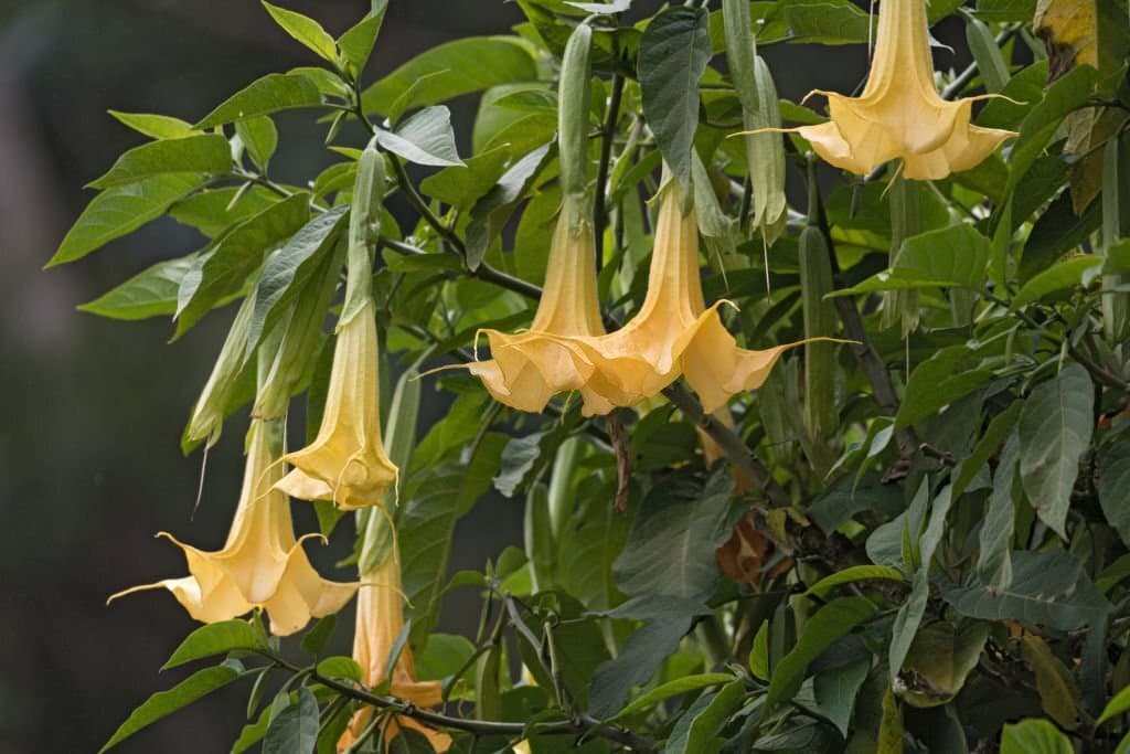 1 yellow brugmansia named angels trumpet
