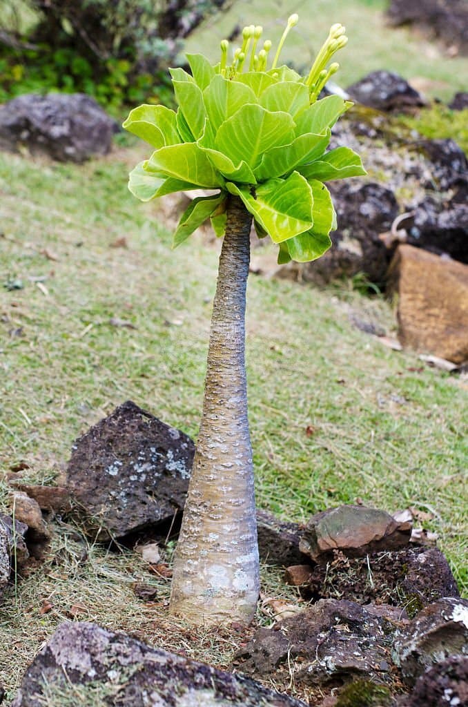 10 alula brighamia insignis plant look like palm trees