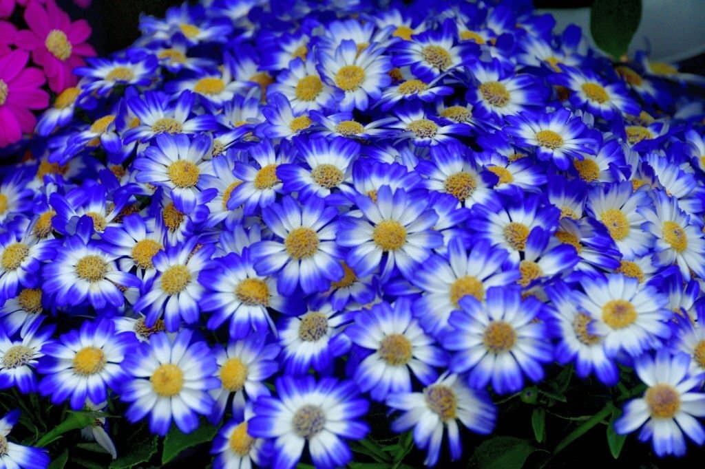 10 cineraria daisy look like daisies