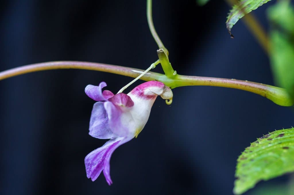 10 impatiens psittacina known variously as the parrot flower flower look like birds