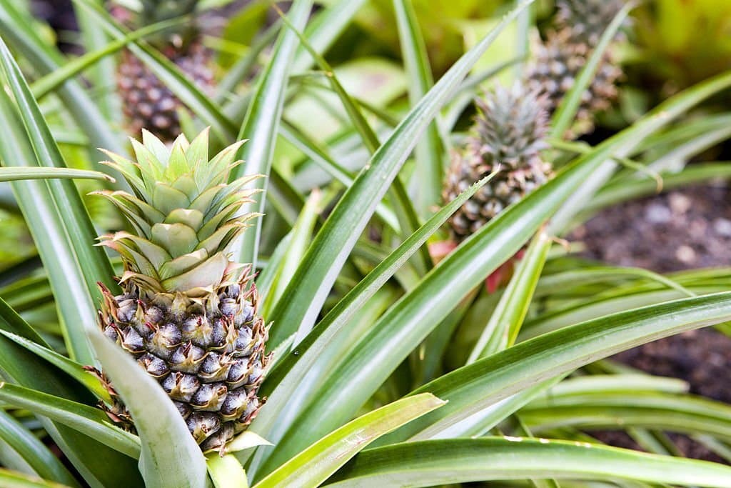 10 pineapples look like aloe vera
