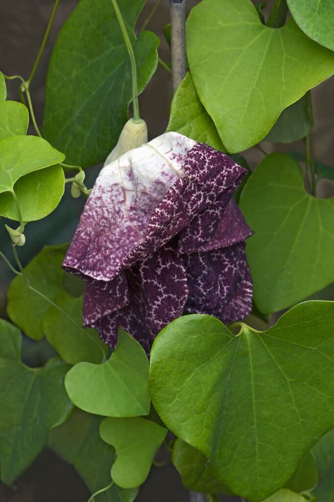 10 vines with purple flowers dutchmans pipe