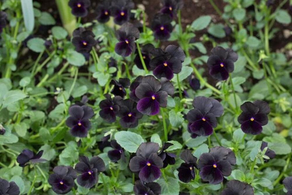 10 viola black delight flowers