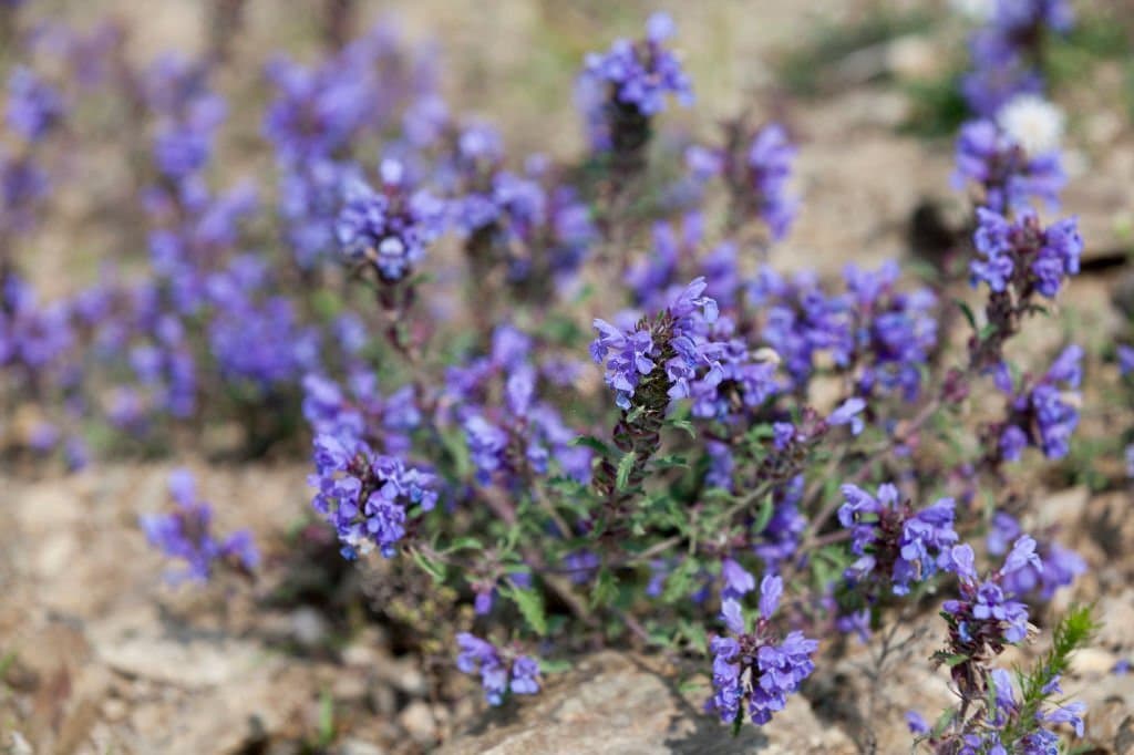 10 weeds with purple flowers self heal