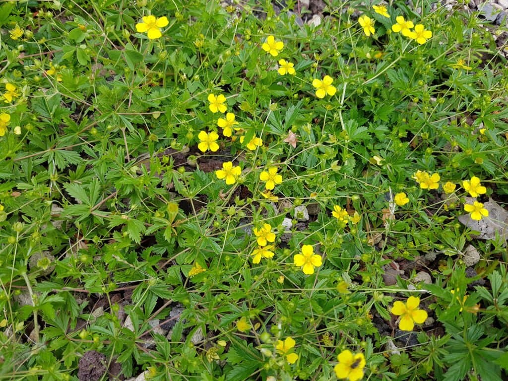 10 weeds with yellow flowers potentilla reptans