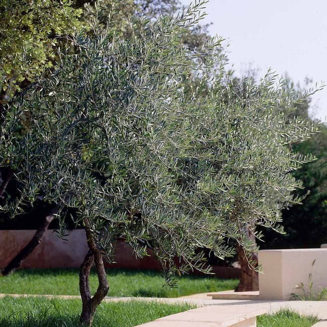 11 Lecciana olive trees