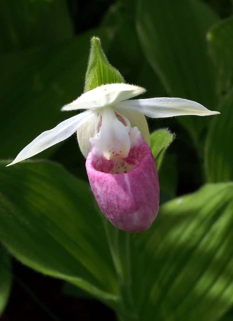 11 Mexican Lady Slipper