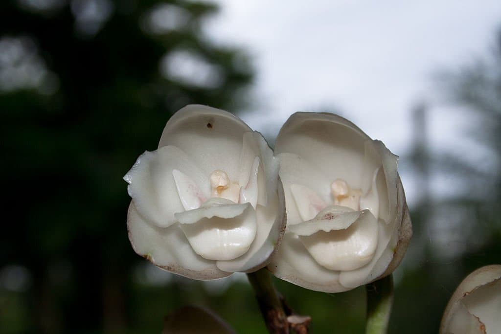11 dove orchid flower look like birds