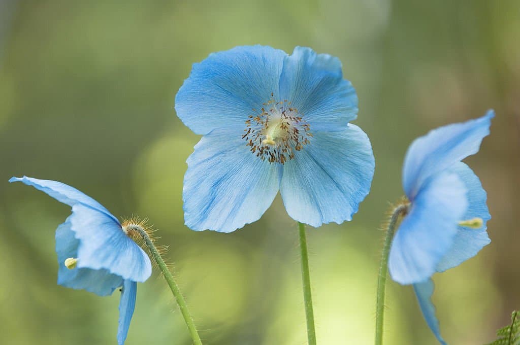 11 himalayan blue poppy