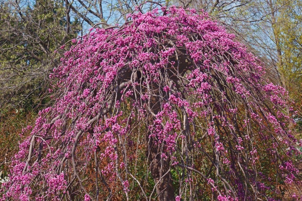 11 lavender twist weeping redbud tree