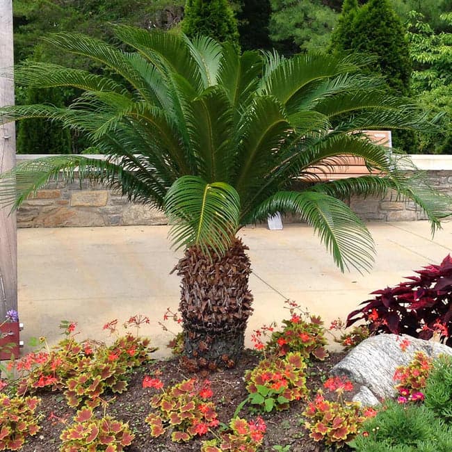 11 types of palm trees in texas sago palm tree