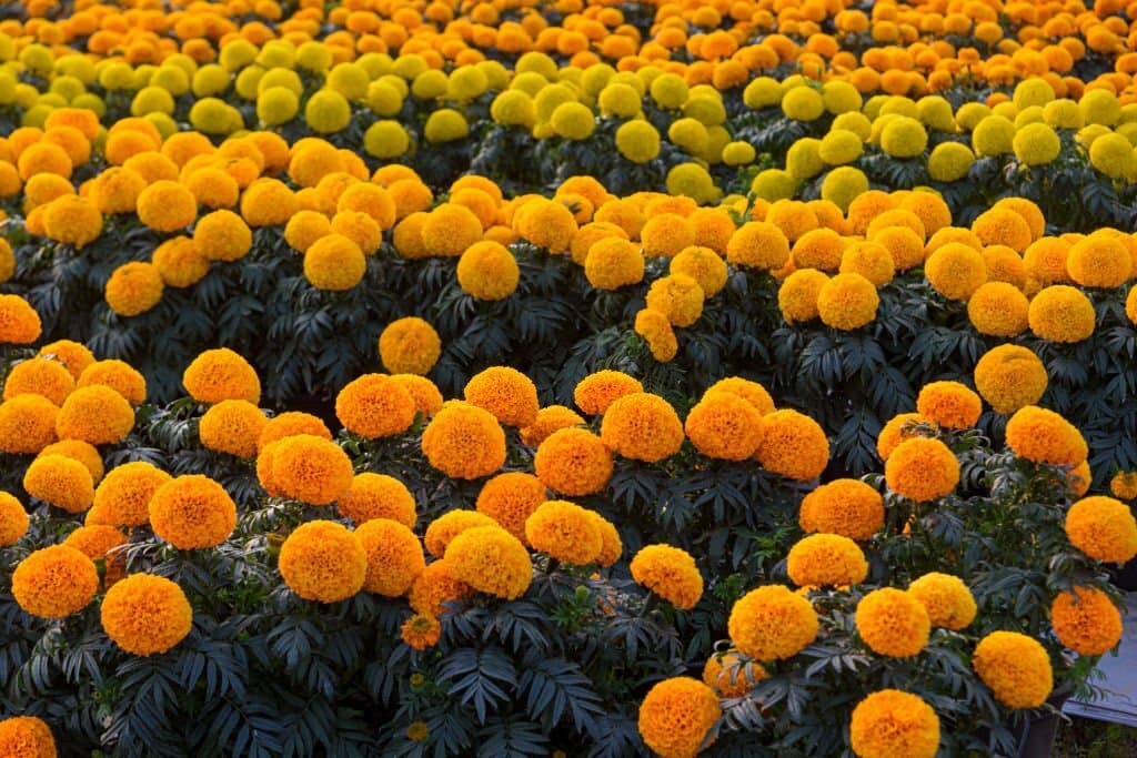 12 Mexican marigolds
