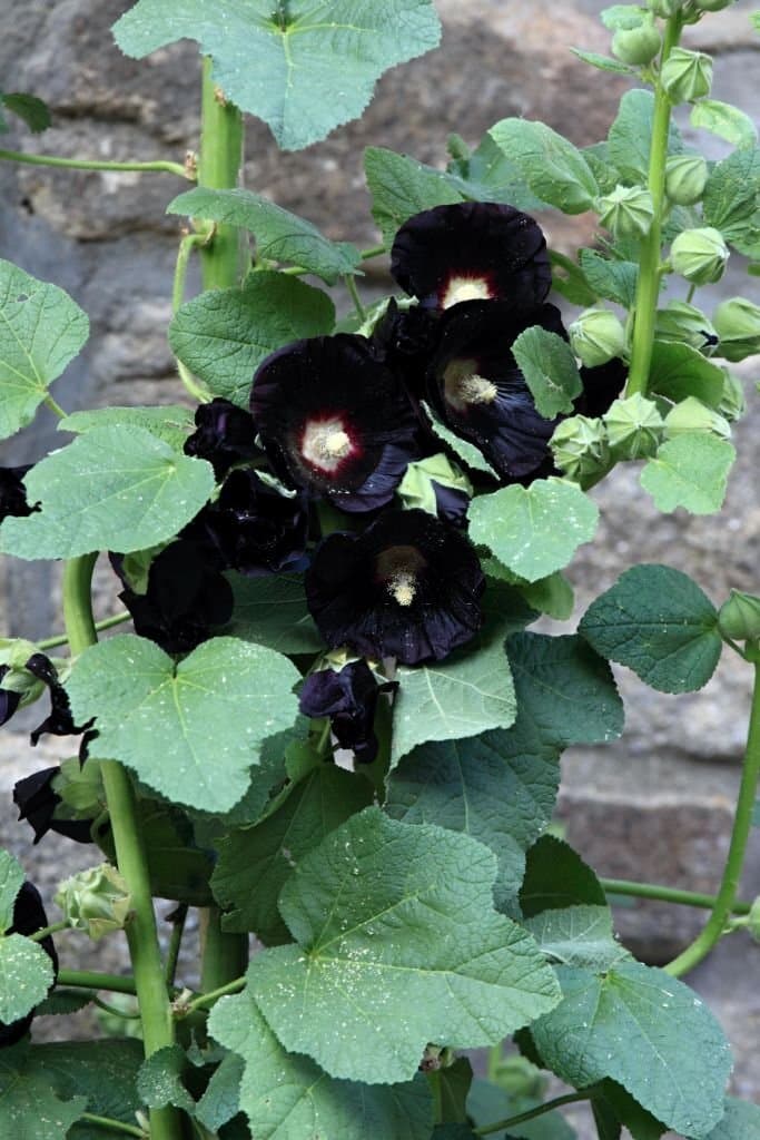12 alcea rosea nigra known as black hollyhock