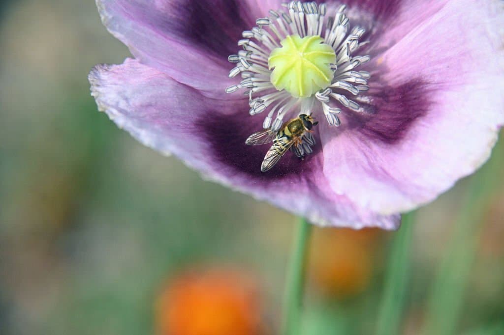 12 hungarian blue breadseed poppy