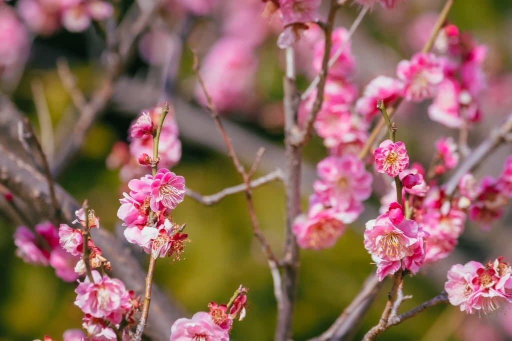 12 japanese apricot blossom