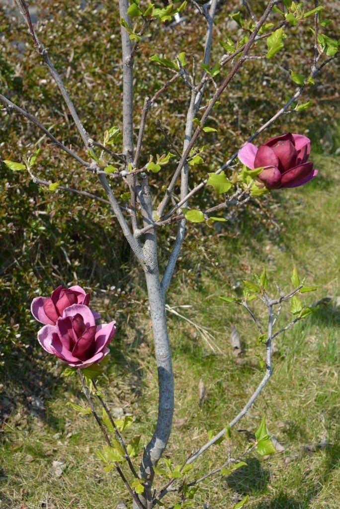 12 purple magnolia tree