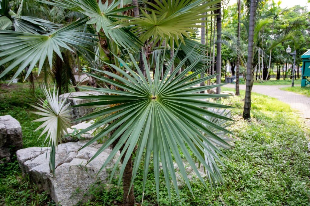 12 types of palm trees in georgia sabal minor
