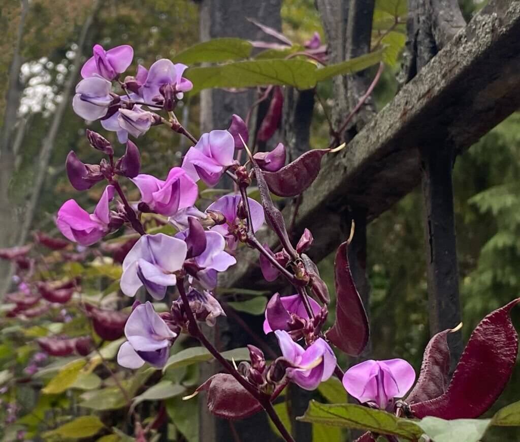 12 vines with purple flowers hyacinth bean