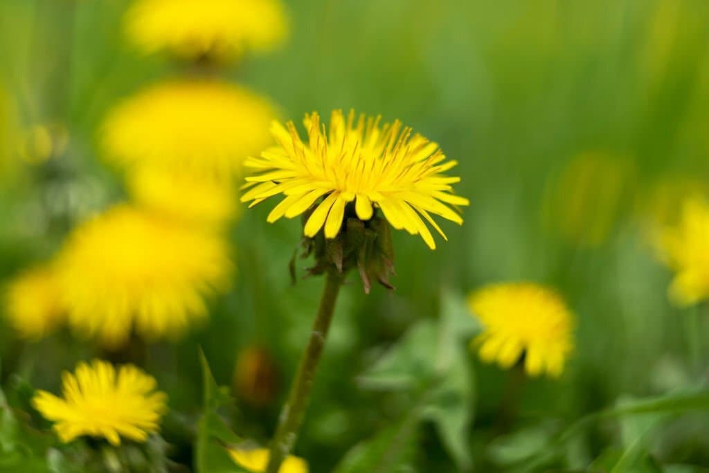 12 weeds with yellow flowers dandelion