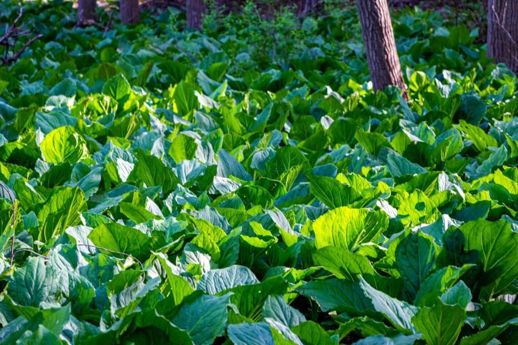 13 skunk cabbage plants that look like rhubarb