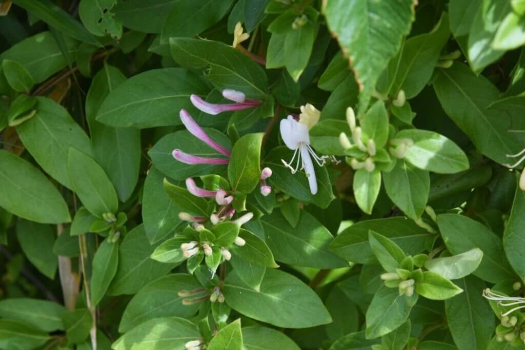 13 vines with purple flowers japanese honeysuckle