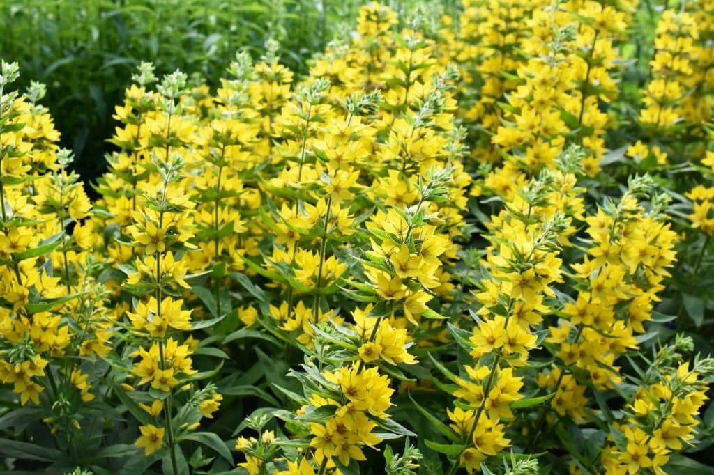 13 weeds with yellow flowers loosestrife lysimachia vulgaris