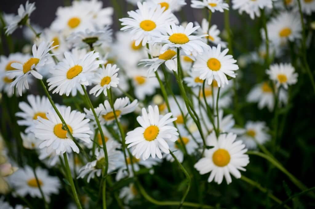 14 daisies chamomile flowers look like sunflowers