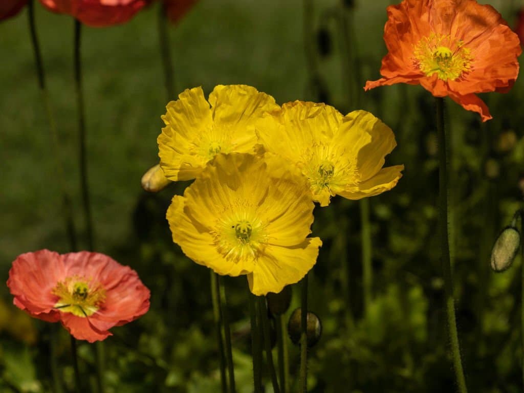 14 iceland poppies