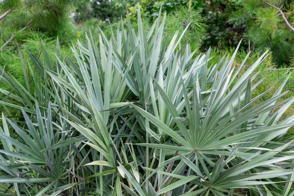 14 types of palm trees in georgia silver saw palmetto plant