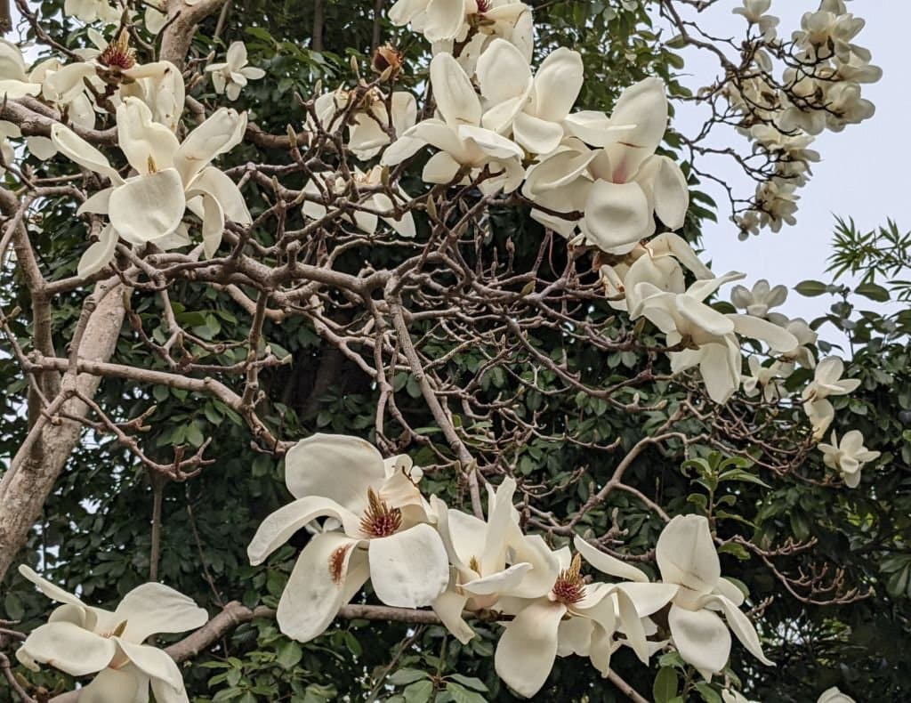 14 yulan magnolia flower look like birds