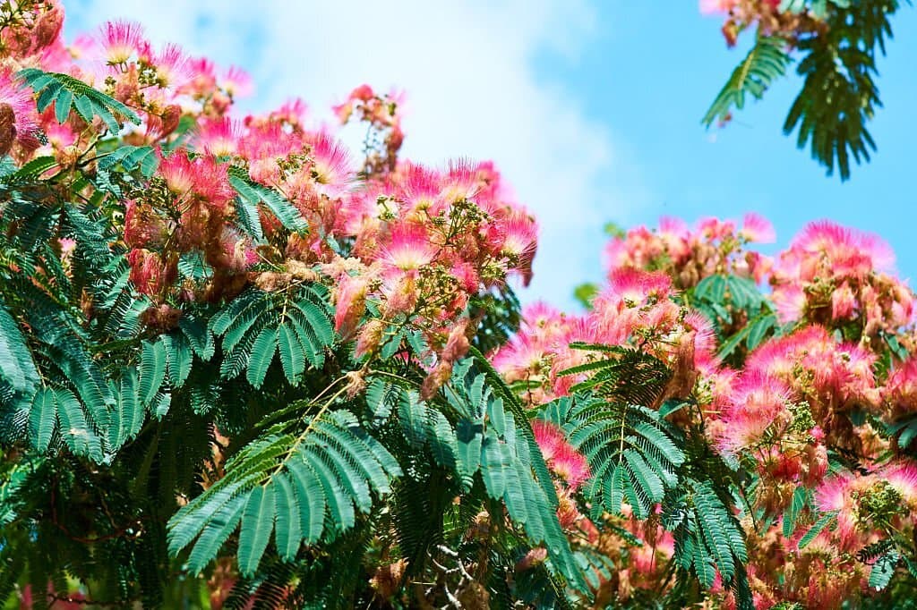 15 albizzia julibrissin acacia flowers