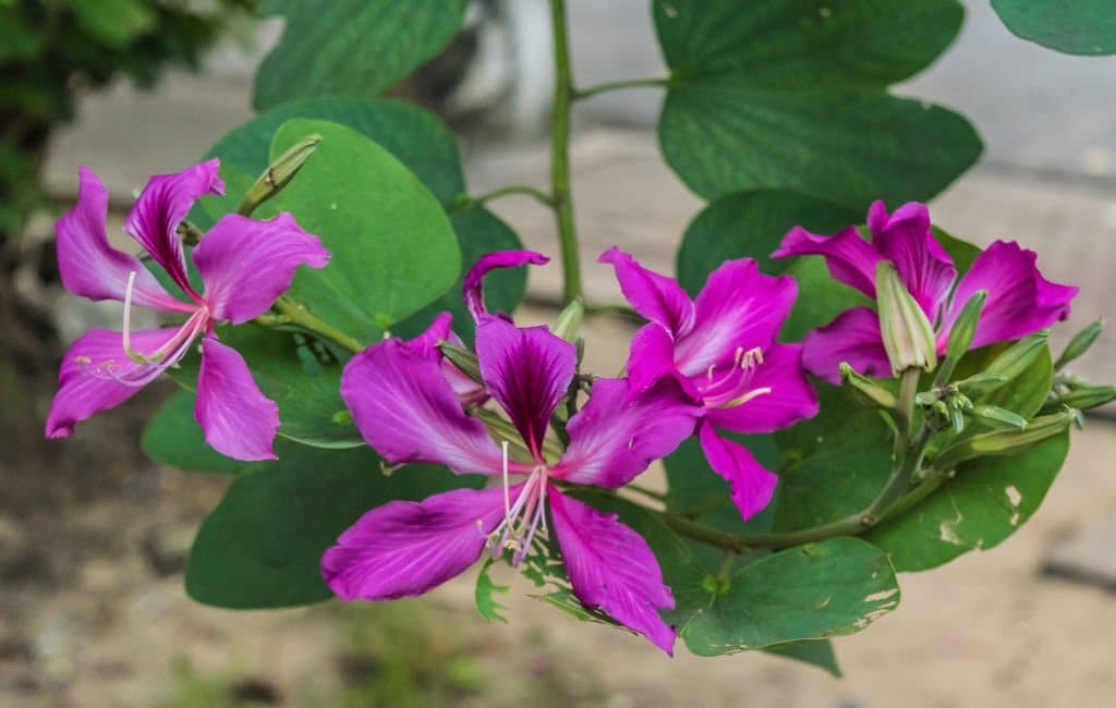 15 bauhinia purpurea flowers