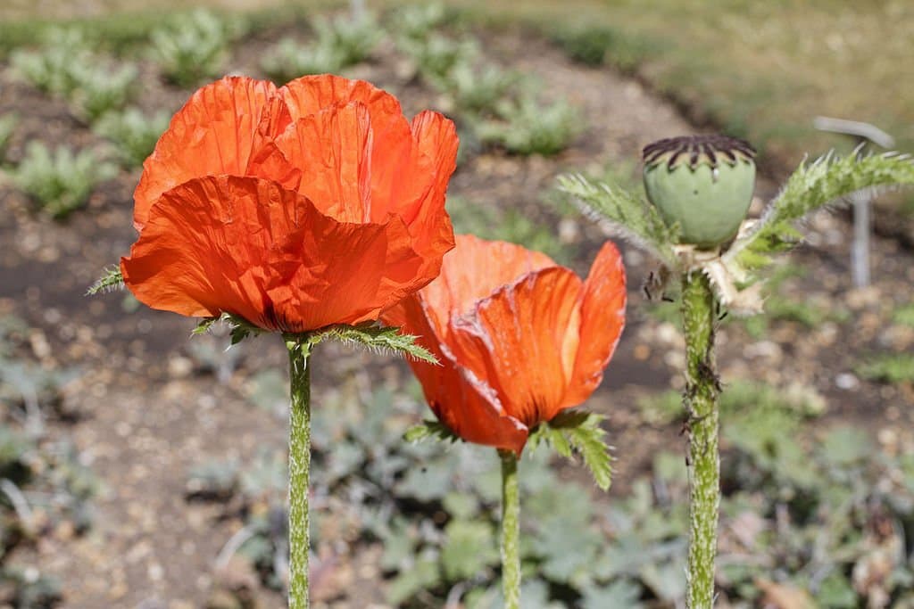 15 iranian poppy papaver bracteatum