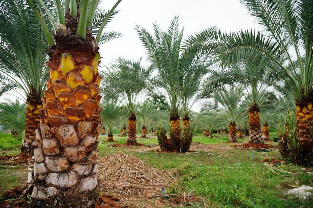 15 types of palm trees in georgia phoenix dactylifera or date palms