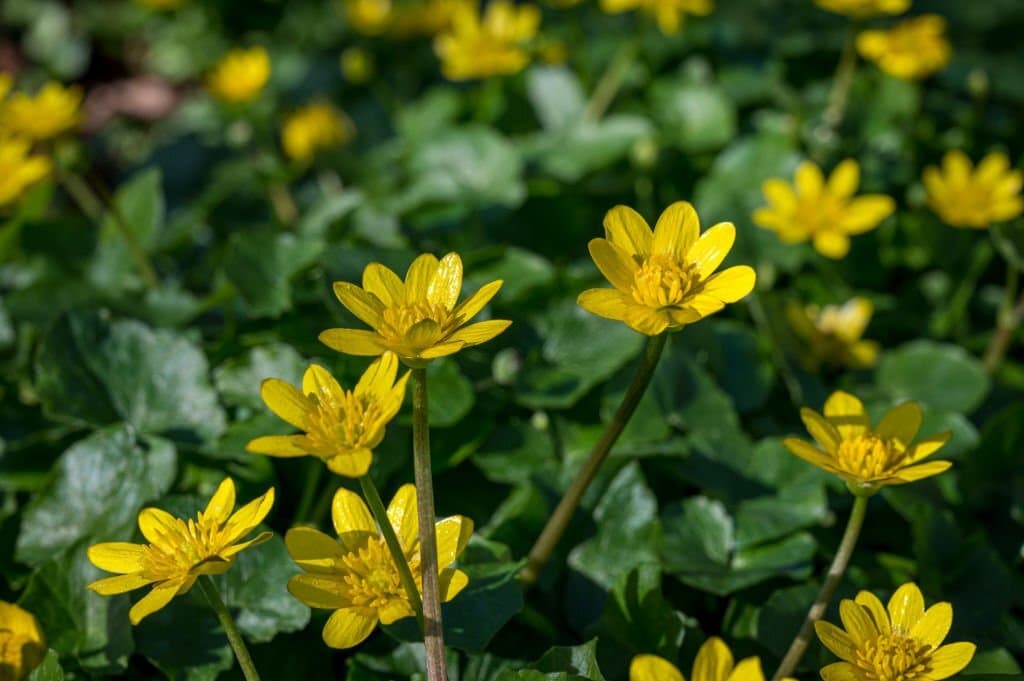 15 weeds with yellow flowers lesser celandine