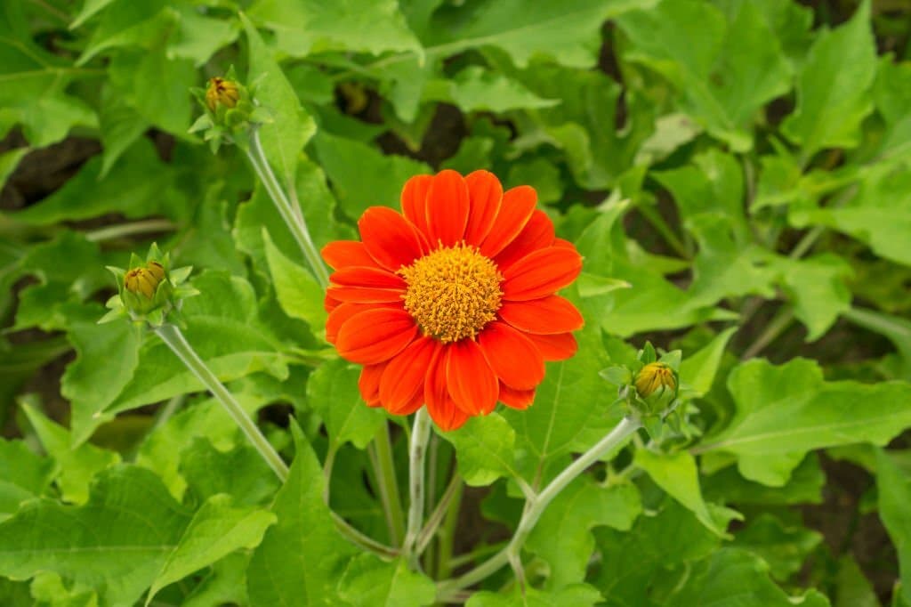 16 mexican sunflower