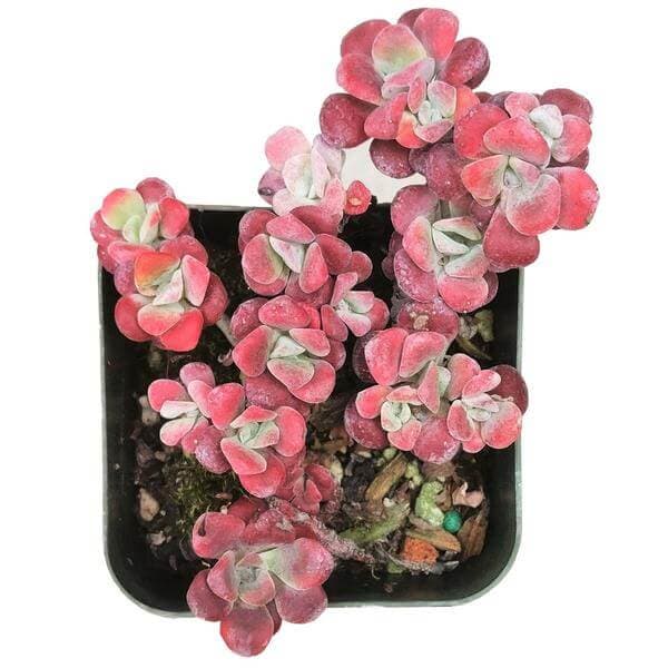 16 sedum red spathulifolium purpureum