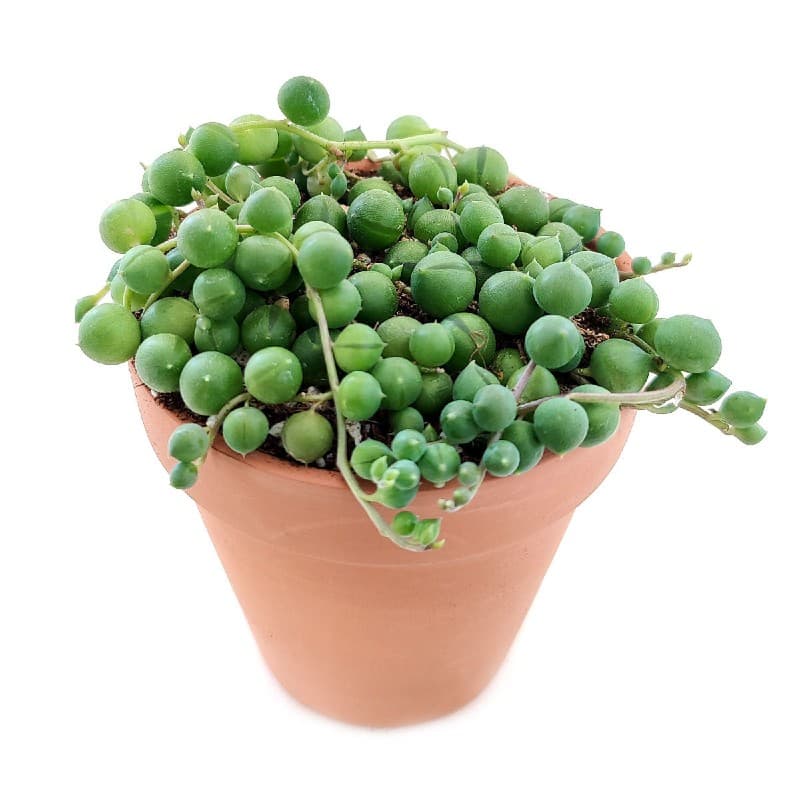 16 string of pearls plants succulents