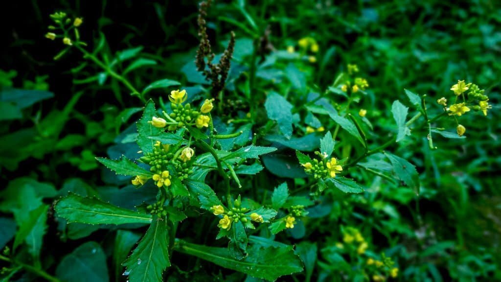16 weeds with yellow flowers rorippa palustris