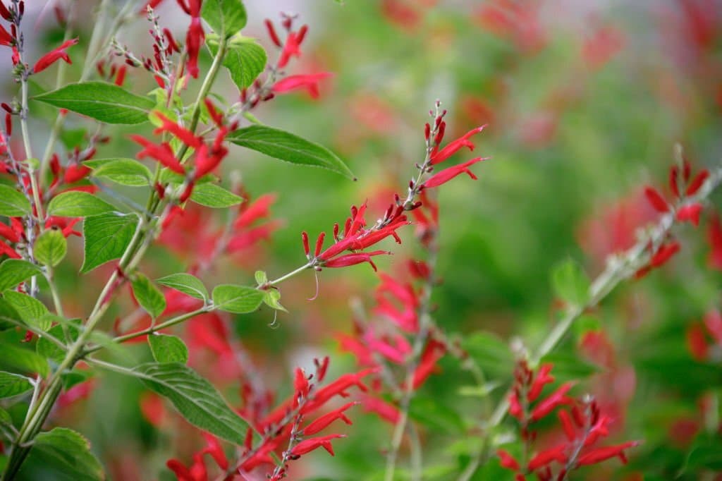 17 mexican pineapple sage