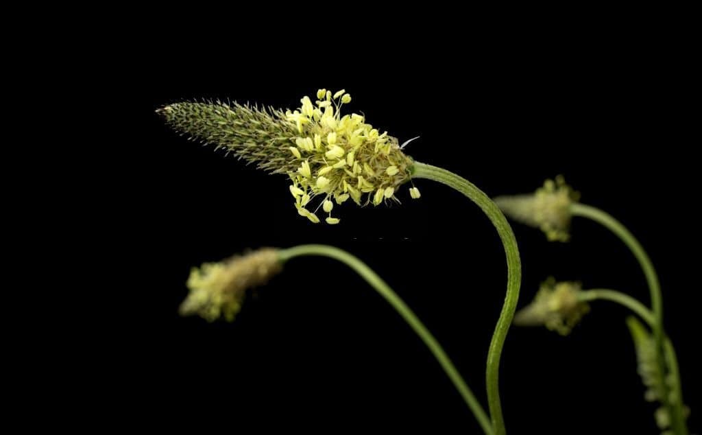 17 weeds with yellow flowers plantago lanceolata