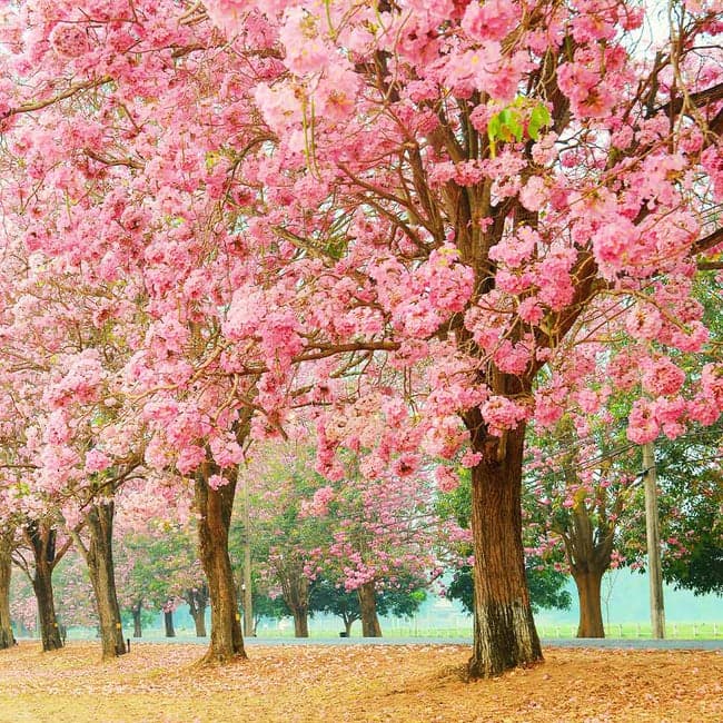 18 Pink Trumpet Tree