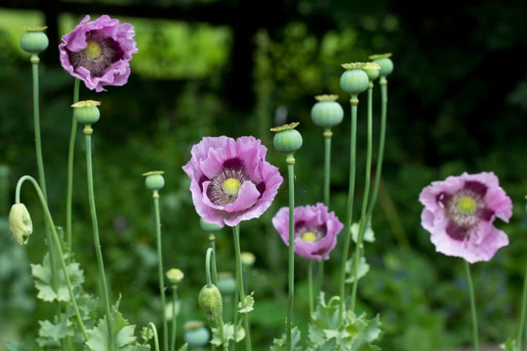 18 opium poppy