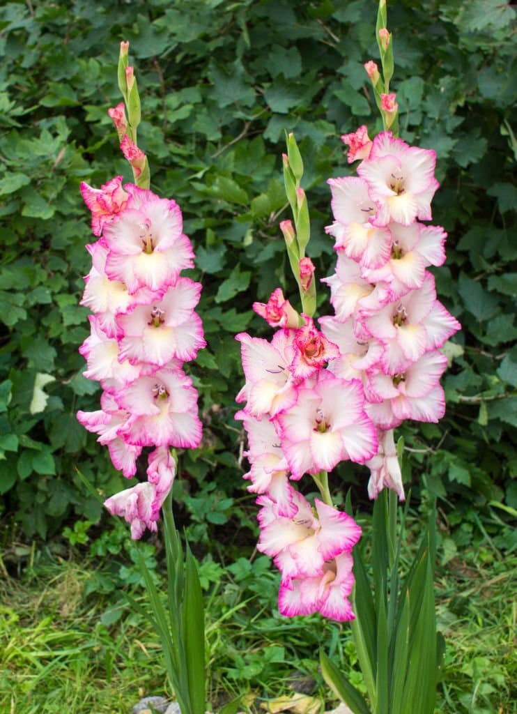 19 mexican sword lily gladiolus
